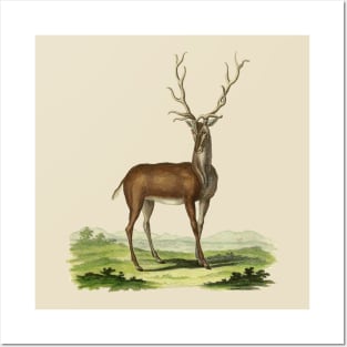 Deer Nature Illustration Posters and Art